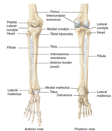 Figure 10.9 Right tibia, fibula, and patella Diagram | Quizlet