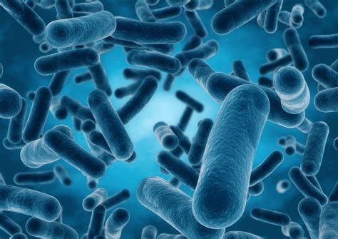 What is Lactobacillus? | Healthtian