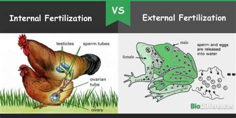 Difference Between Internal and External Fertilization – Bio Differences