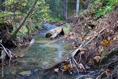 stream in the forest Stock Photo | Adobe Stock