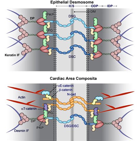 Why Study Cell-Cell Interactions?: Kathleen Green Lab: Feinberg School of Medicine: Northwestern ...