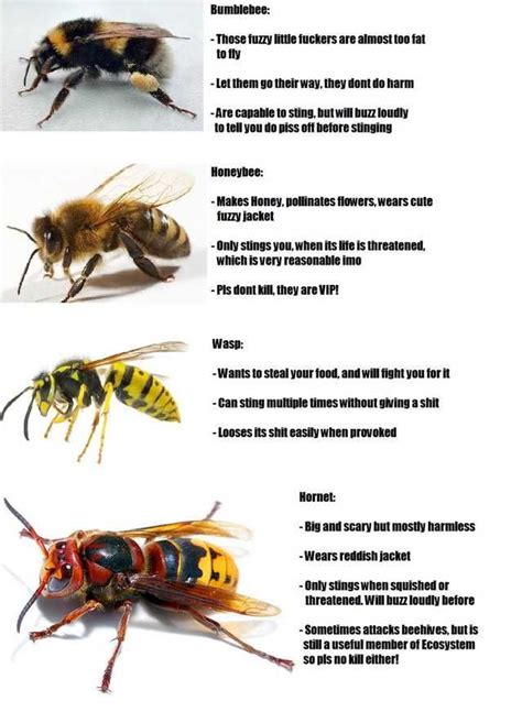 30 of the top infographics from /r/coolguides for you to favorget. | Types of bees, Bee facts, Bee