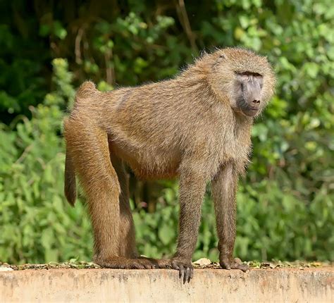 Baboon | Fun Animals Wiki, Videos, Pictures, Stories