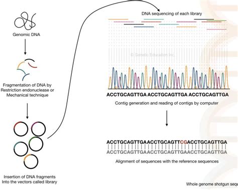 DNA Sequencing: History, Steps, Methods, Applications And Limitations ...