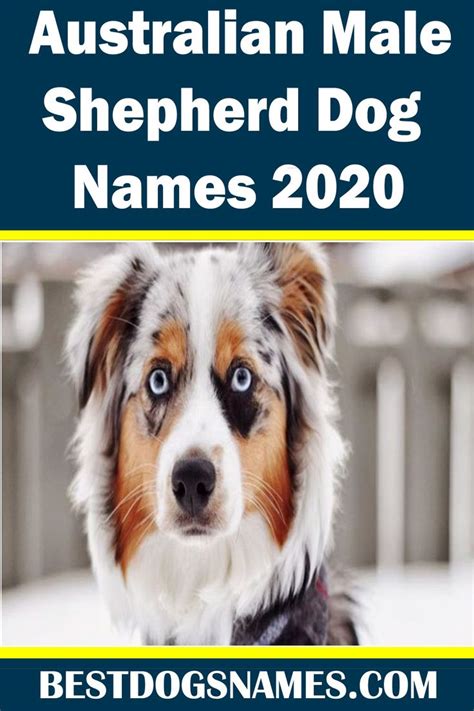 Australian Male Shepherd Dog Names | Dog names, Dog names unique, Best ...