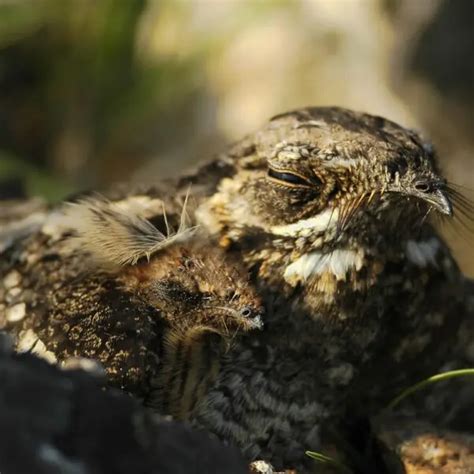 Jungle nightjar - Facts, Diet, Habitat & Pictures on Animalia.bio