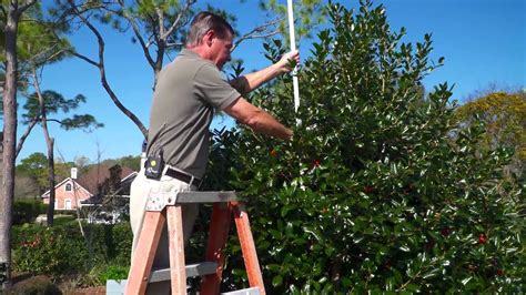 Pruning Stevens Holly Trees In the Yard with Gary Alan - YouTube