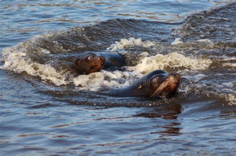 California Sea Lion Swimming Stock Photo - Image of africa, marine: 85124722