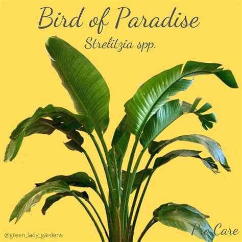 Bird of Paradise Care