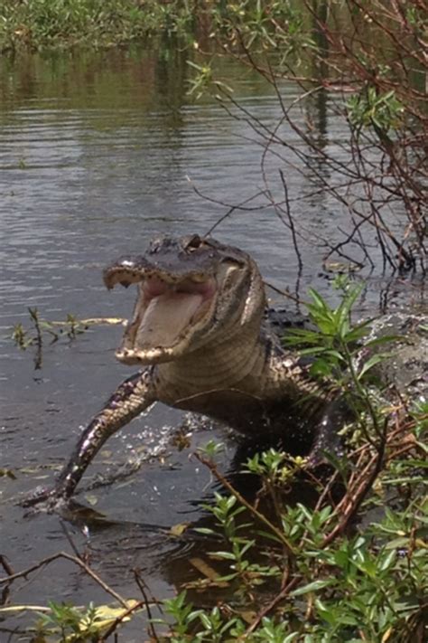 Kissimmee Swamp Tours | Experience Kissimmee