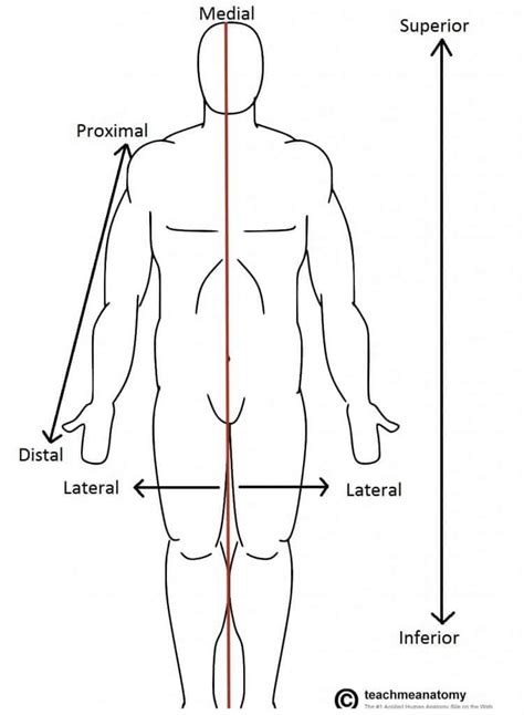 Anatomical Terms of Location