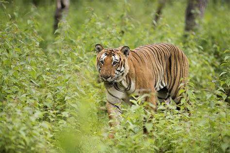 Bandipur National Park (Official GANP Park Page)