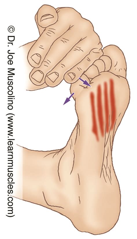 Flexor Digitorum Brevis - Stretching - Learn Muscles