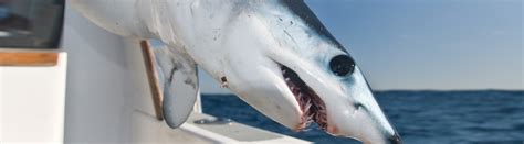 Shark Fishing Charters - Deep Sea Fishing Trips In Myrtle Beach SC