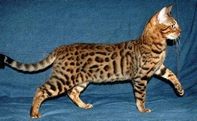 Bengal Cat Breed Information and Pictures