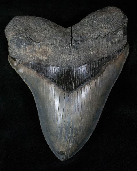 Huge 6.17" Megalodon Tooth - Stunning! For Sale (#13145) - FossilEra.com