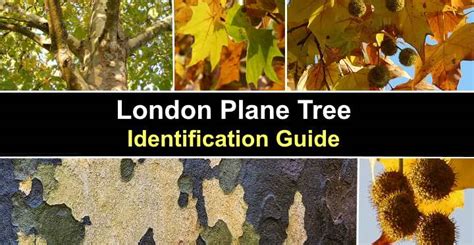 London Plane Tree: Leaves, Bark, Flowers (Pictures) – Identification