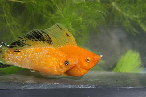 Molly Fish Ultimate Guide: Types, Care, Food, Lifespan, Etc