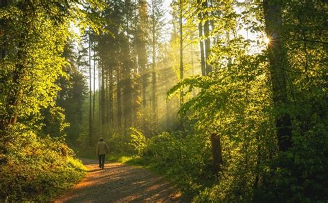 10 reasons to take a walk in the woods and start forest hiking