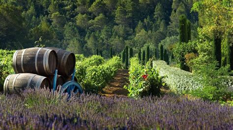 Vineyards in Nice