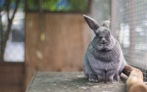 3840x2160 resolution | selective focus photography of gray rabbit HD ...