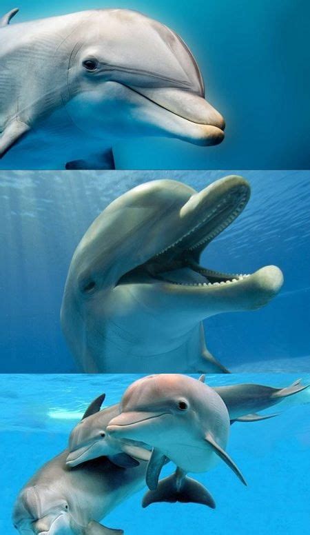 If Dolphins Are Mammals And All Mammals Have Hair, Why Aren’t Dolphins ...