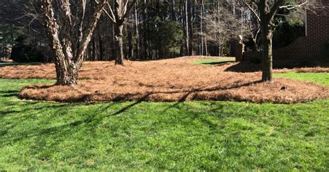 Pine Straw vs. Mulch for Landscaping | Georgia Pine Straw