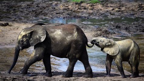 Mom And Baby Elephant Holding Tail