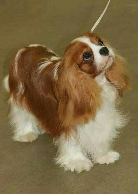 Cavalier King Charles Spaniel #cavalierkingcharlesspanielfacts - Cavalier King Charles Spaniel ...