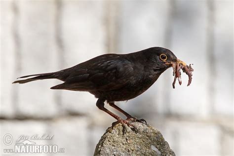 Turdus merula Pictures, Blackbird Images, Nature Wildlife Photos ...