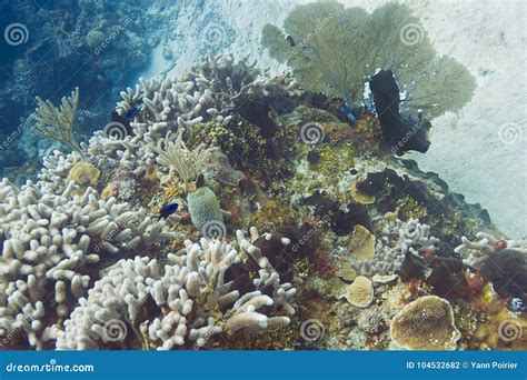 Atlantic coral reef stock photo. Image of scuba, seascape - 104532682