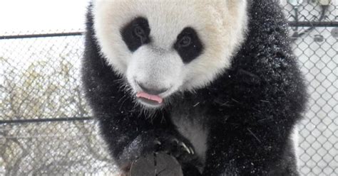 Toronto pandas playing in snow is the cutest thing you'll watch all day