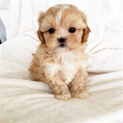 The Truth About Morkie Puppies Is About To Be Revealed | Morkie Puppies | Morkie puppies ...