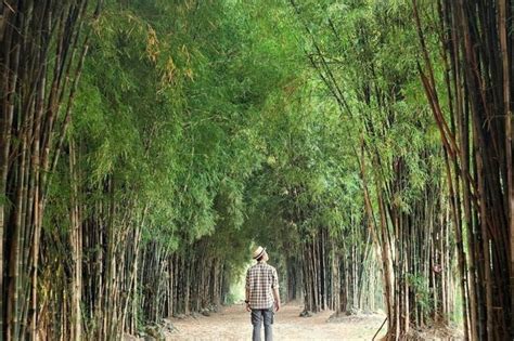 HUTAN BAMBU SURABAYA Kesejukan Di Tengah Kota - Desember 2024