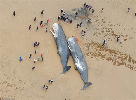 Dead sperm whales washed up on British beaches attract graffiti and selfies | Daily Mail Online