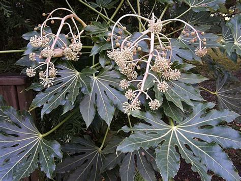 Japanese Aralias, How to Grow and Care for Fatsia Plants - Garden ...