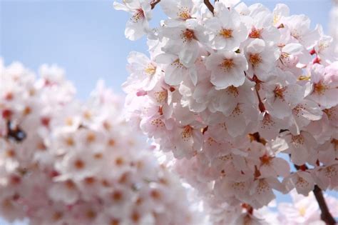 white_cherry_blossoms_japan | Kyuhoshi