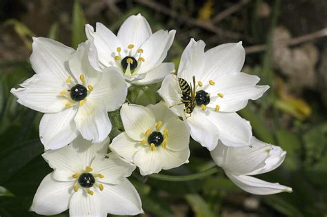 Star Of Bethlehem (ornithogalum Arabicum) Photograph by Bob Gibbons - Fine Art America