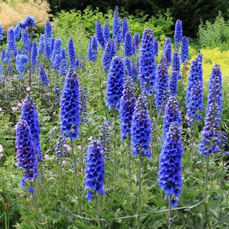 Want to add some blue flowers to your garden but don't want to do too ...