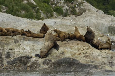 Glacier Bay – the Wildlife | Journeys on a Trawler