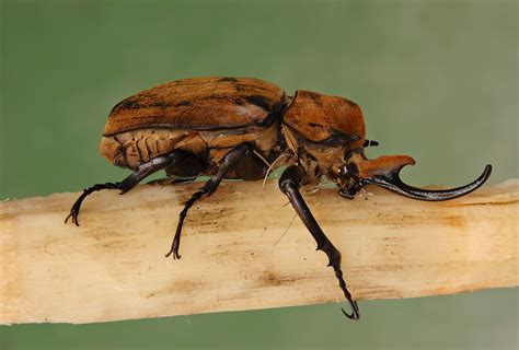 Beetle wood | Beetle, Insects, Elephant