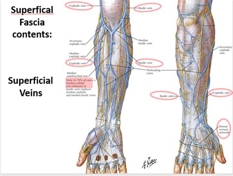 Basilic Vein Anatomy - Anatomical Charts & Posters