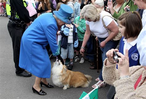 welsh corgis Archives - TrendRadars UK