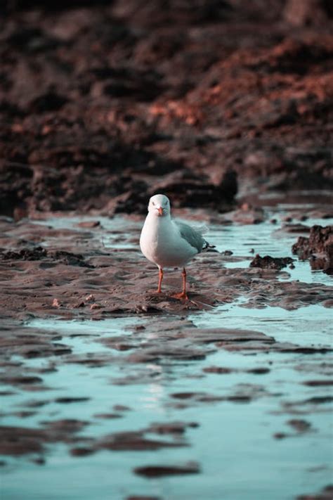 White and Gray Seagull · Free Stock Photo