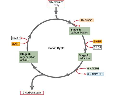 ¿Qué es el ciclo de Calvin? - ECODUO®