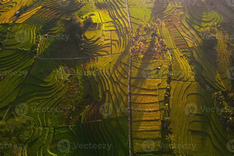 natural landscape of terraced rice terraces in Indonesia 24976519 Stock ...