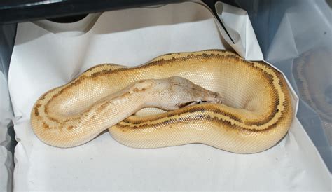 SE England Outstanding Blood Python Morphs - Reptile Forums