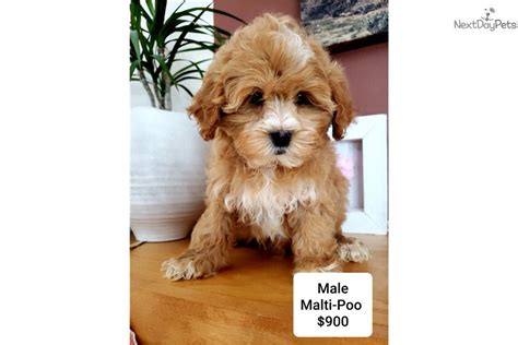 Malti Poo - Maltipoo puppy for sale near Madison, Wisconsin. | e2d08a37-0841