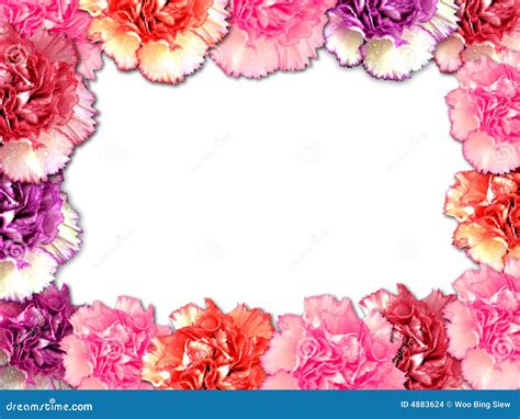 Carnation border stock photo. Image of dyanthus, botany - 4883624