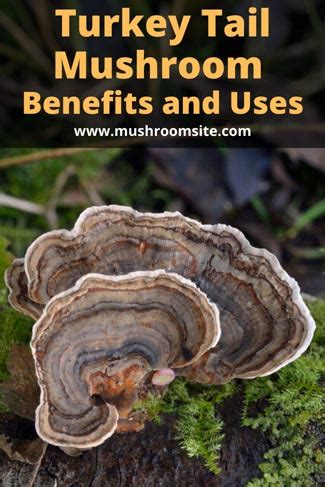 Turkey Tail Mushroom Benefits and Uses - Mushroom Site